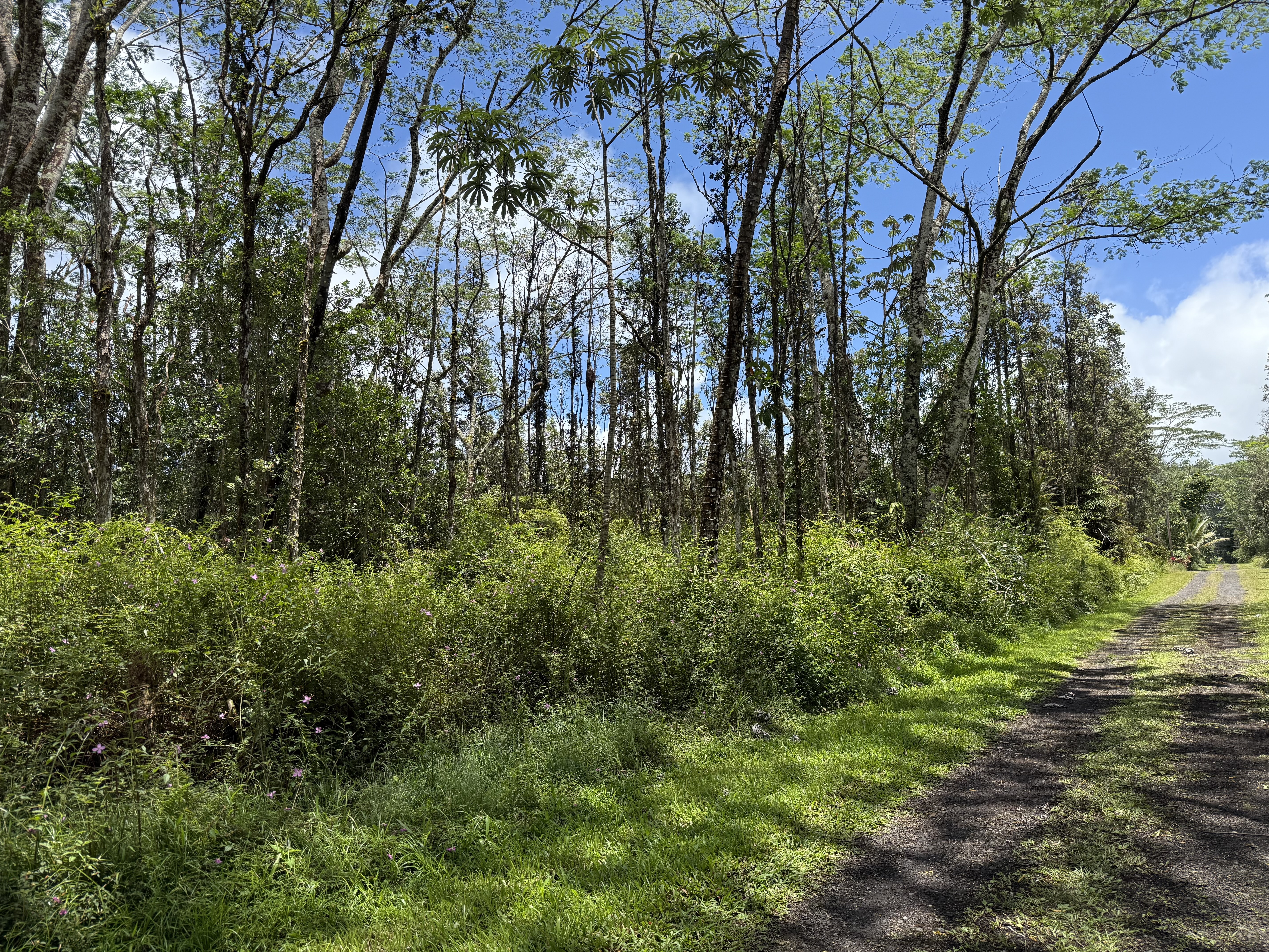 Land in Pahoa
