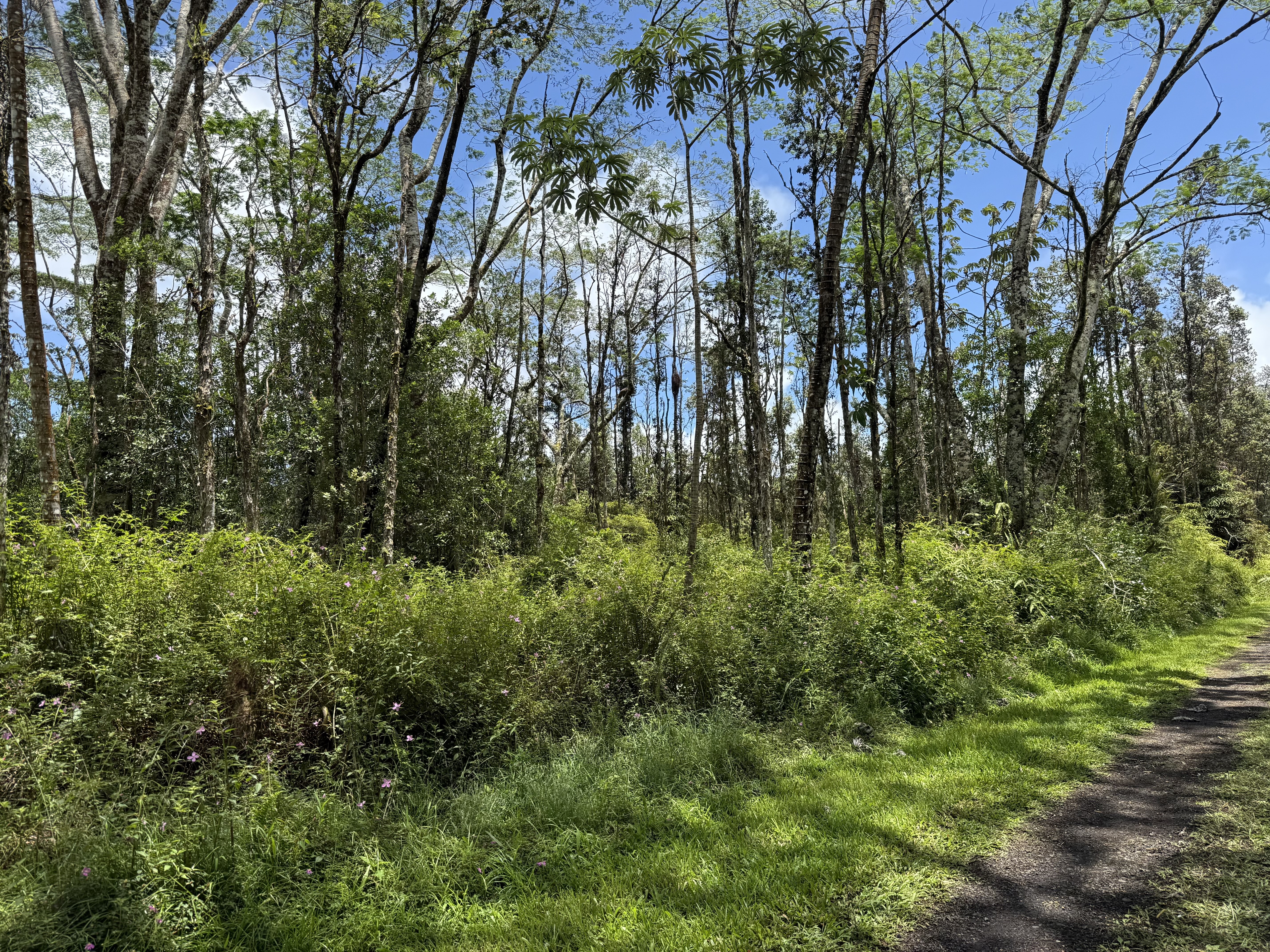 PLUMERIA RD - Photo 4