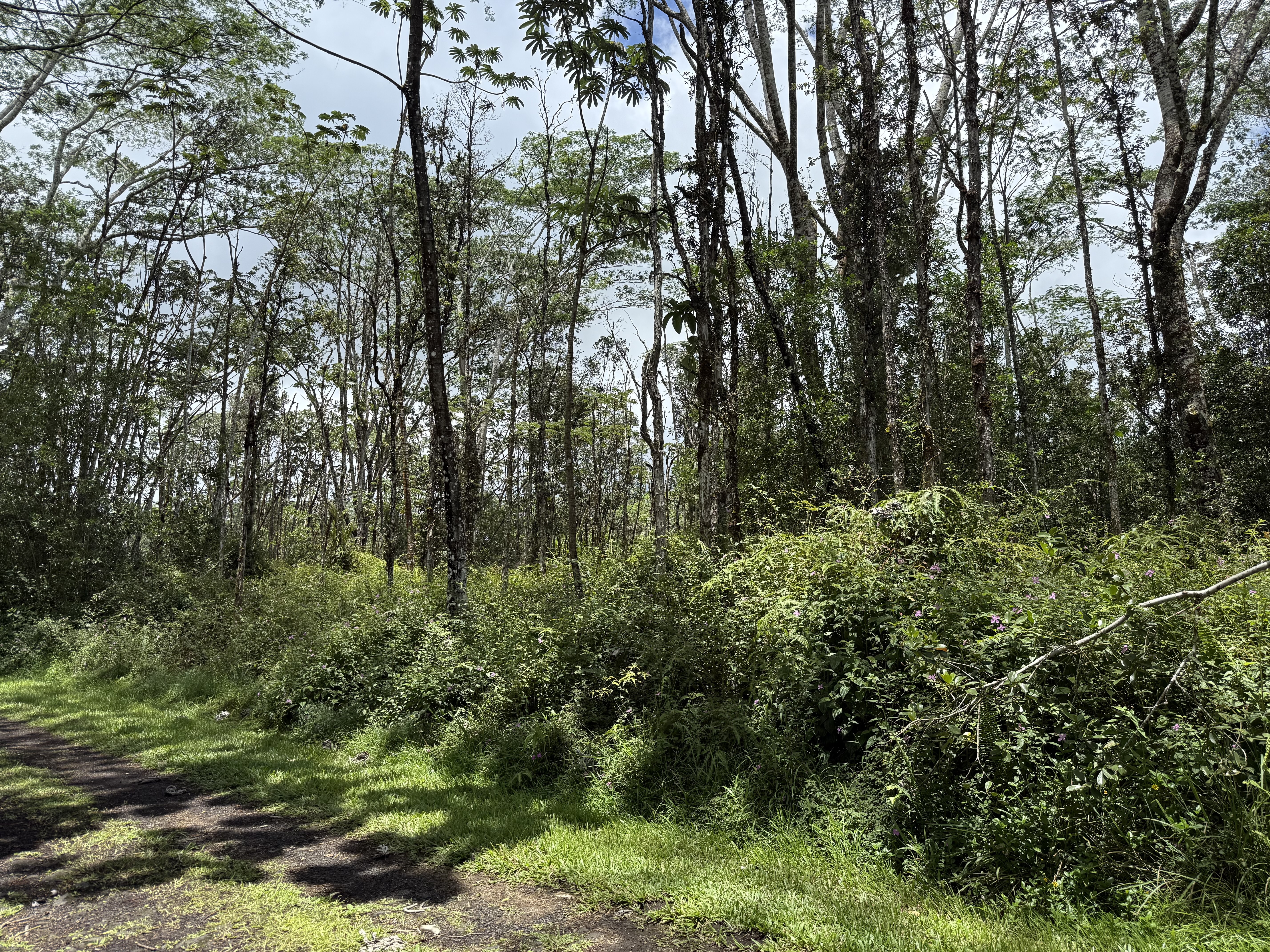 PLUMERIA RD - Photo 5