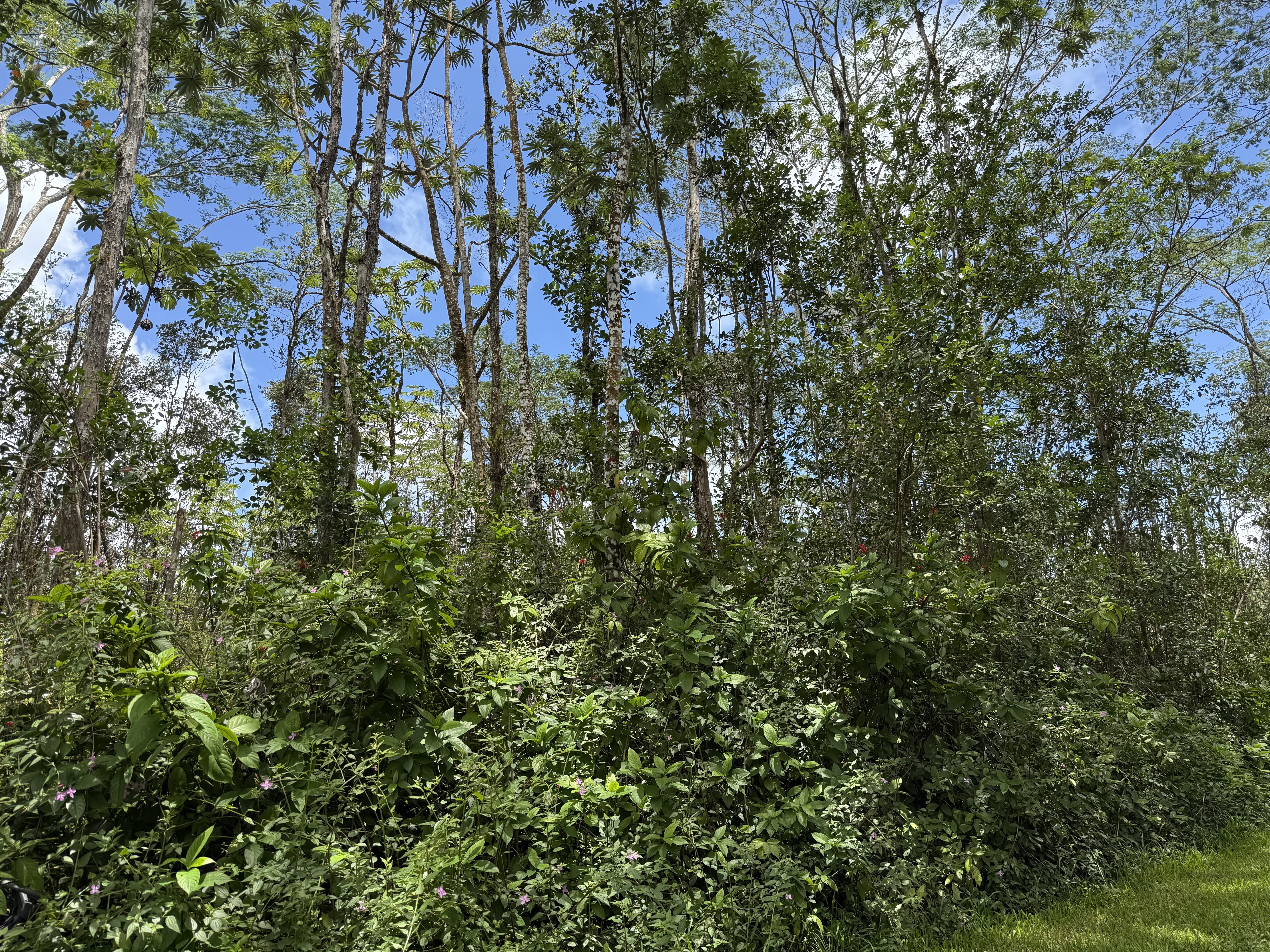 PLUMERIA RD - Photo 3