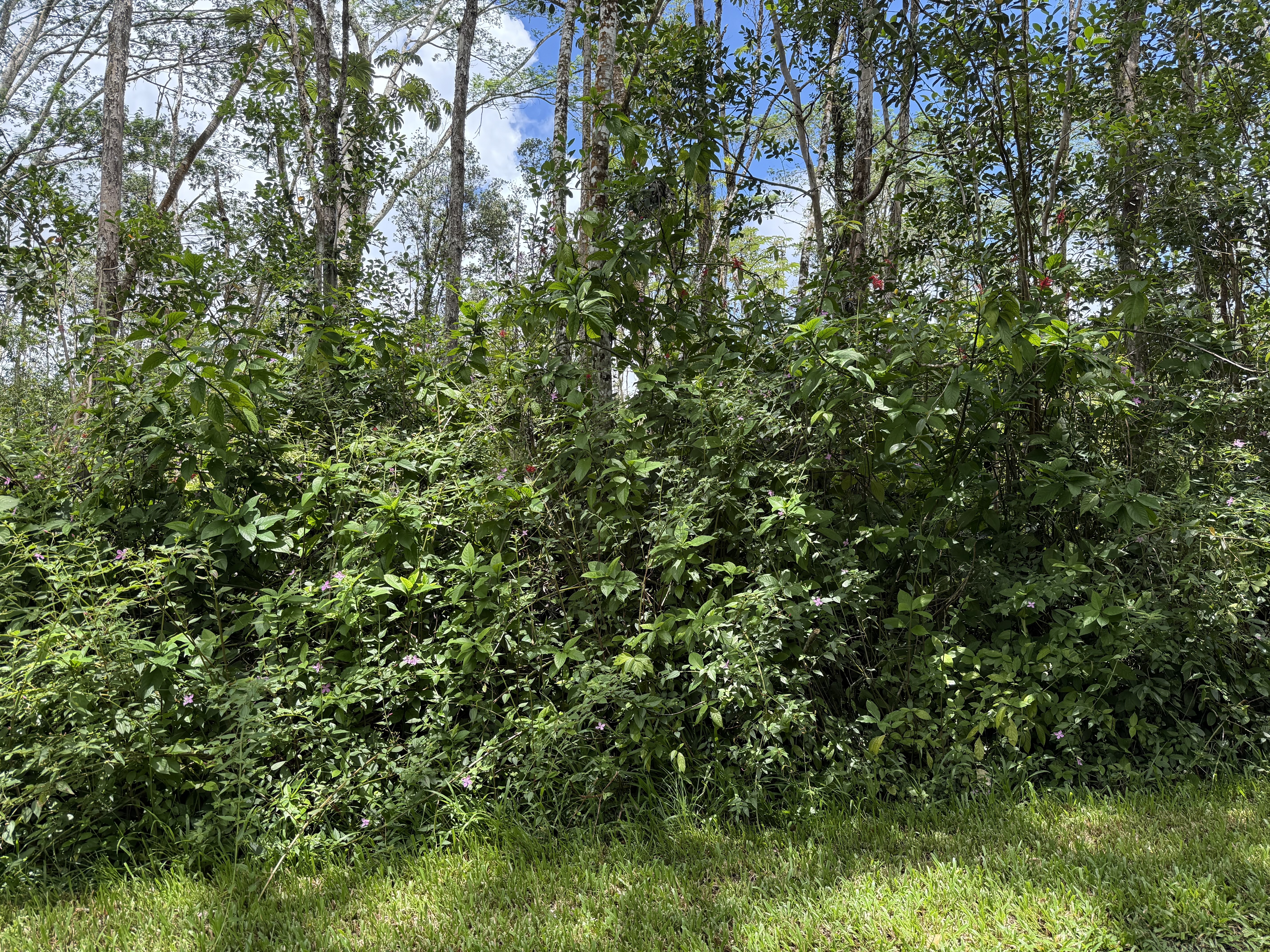 PLUMERIA RD - Photo 5