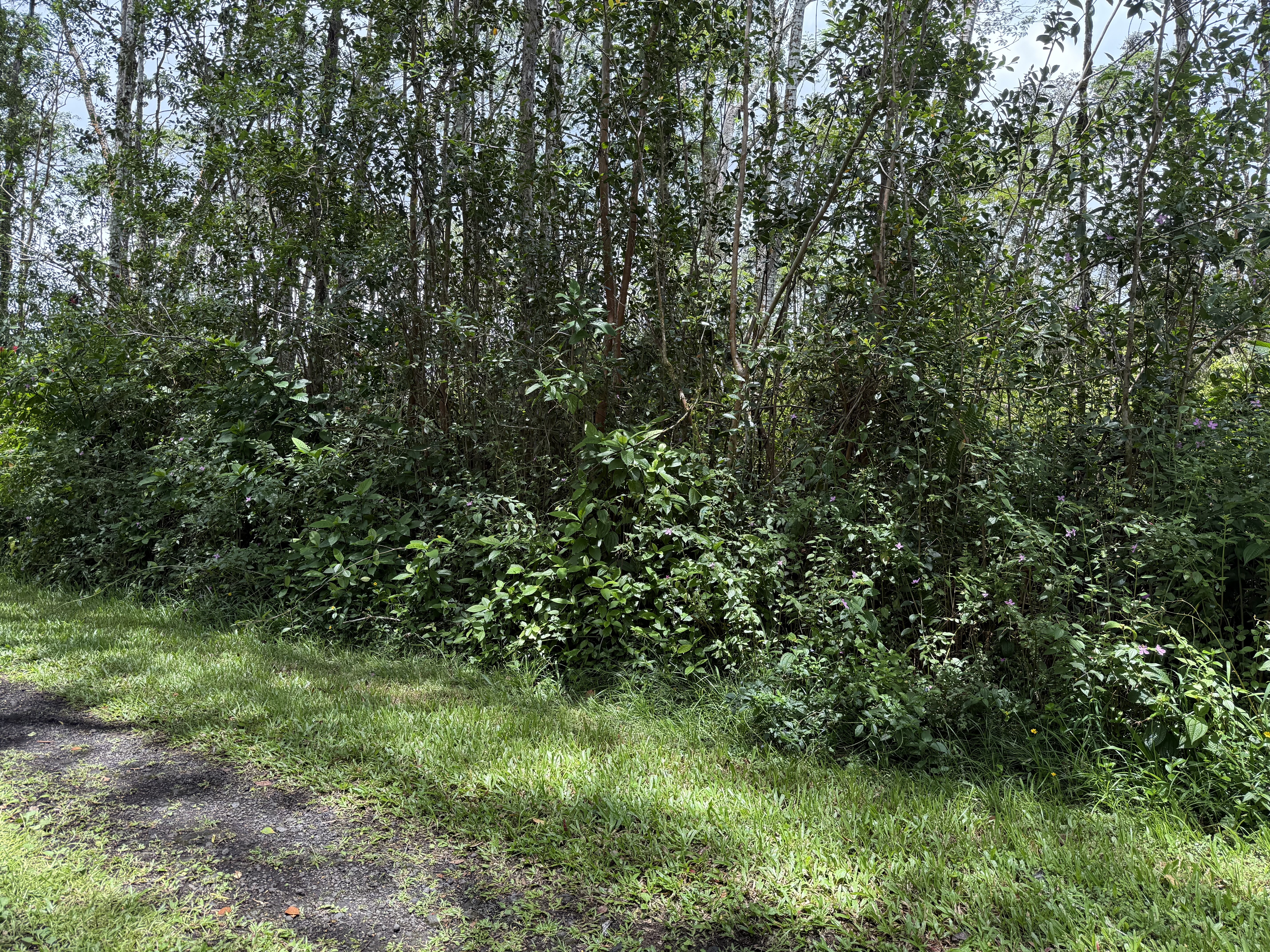 PLUMERIA RD - Photo 2