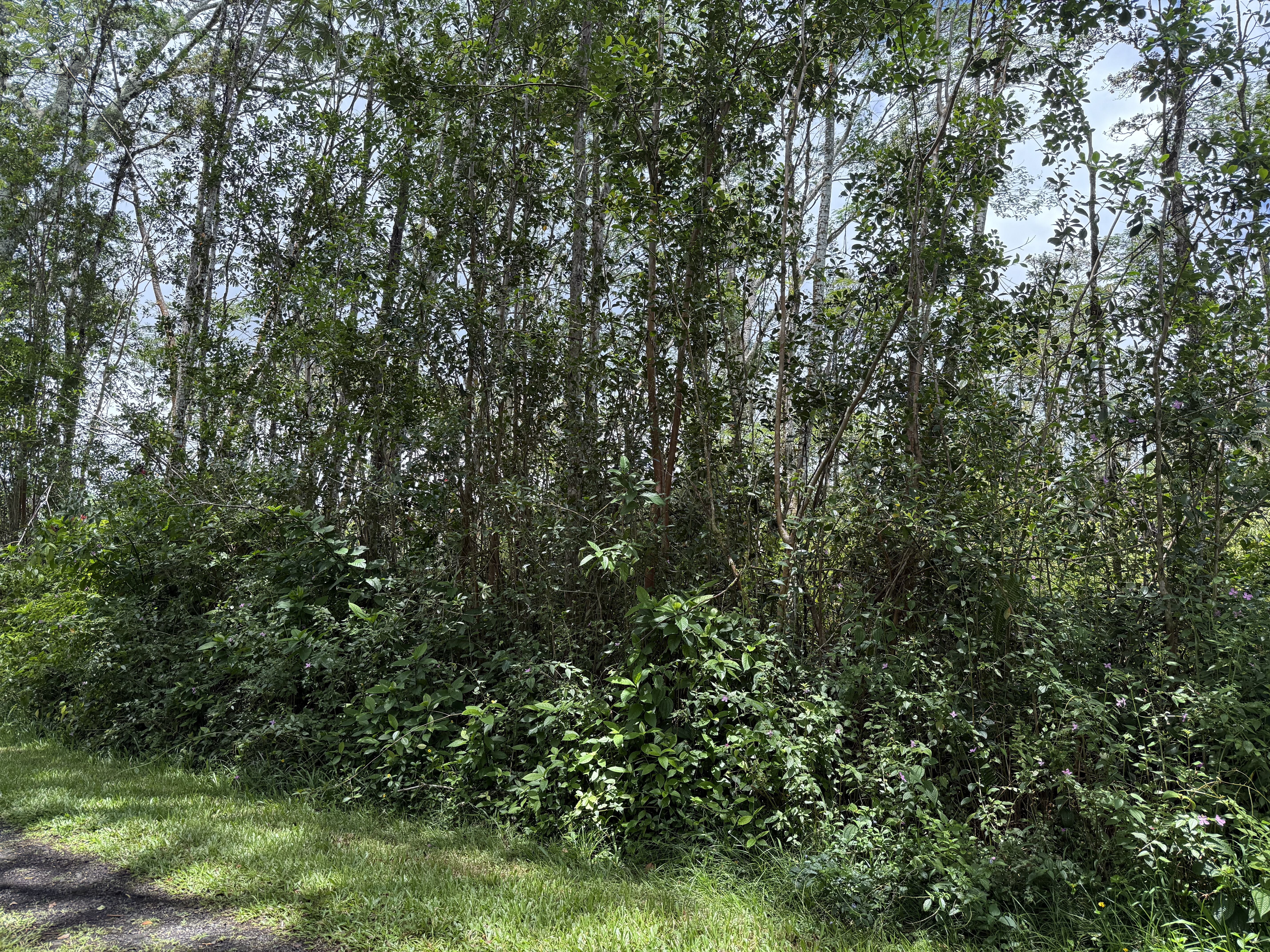 Land in Pahoa