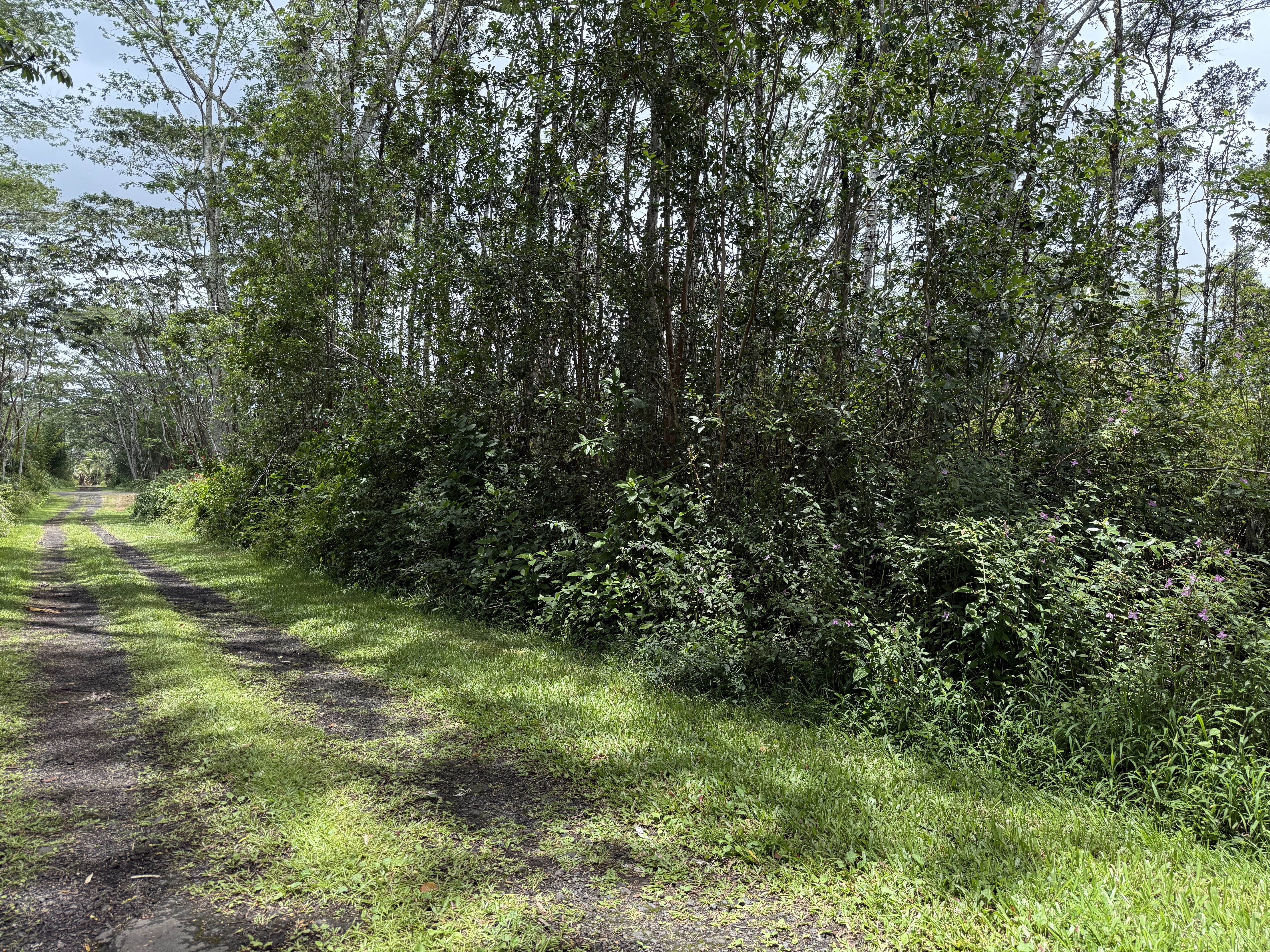 Land in Pahoa
