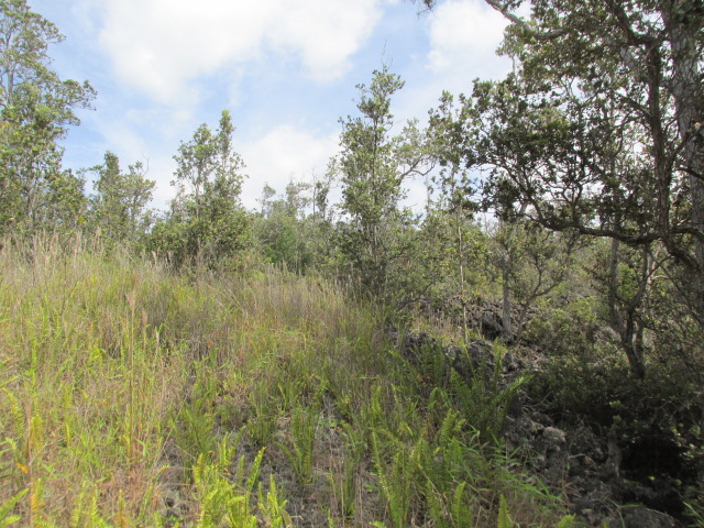 ORCHID PKWY - Photo 2