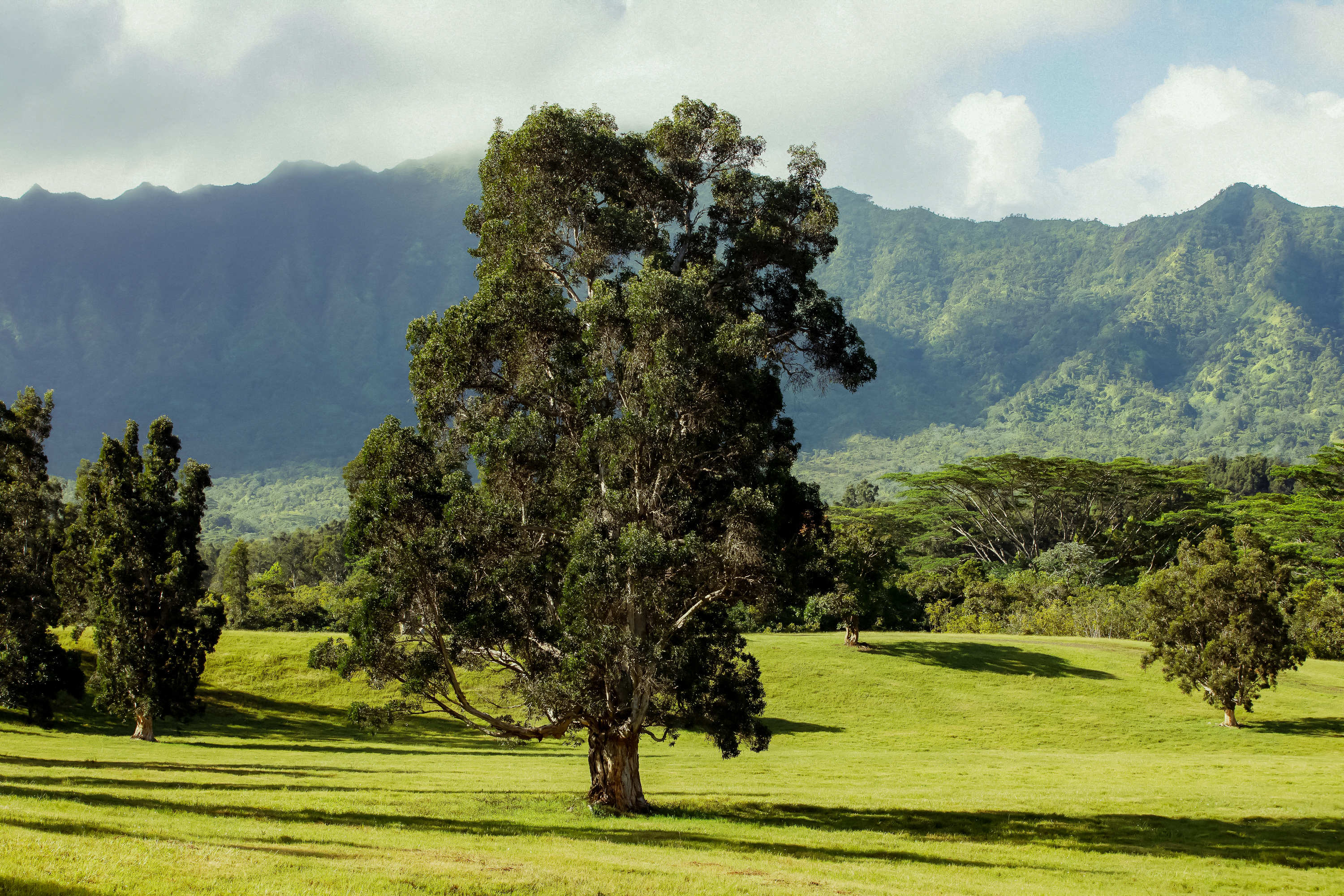 KUHIO HWY Unit 7 - Photo 4