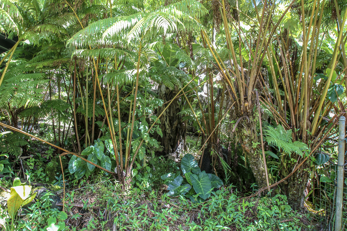18-2054 HAPUU NANI RD - Photo 5