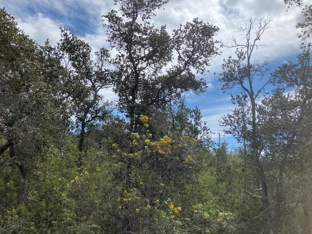 LOTUS BLOSSOM LN - Photo 3