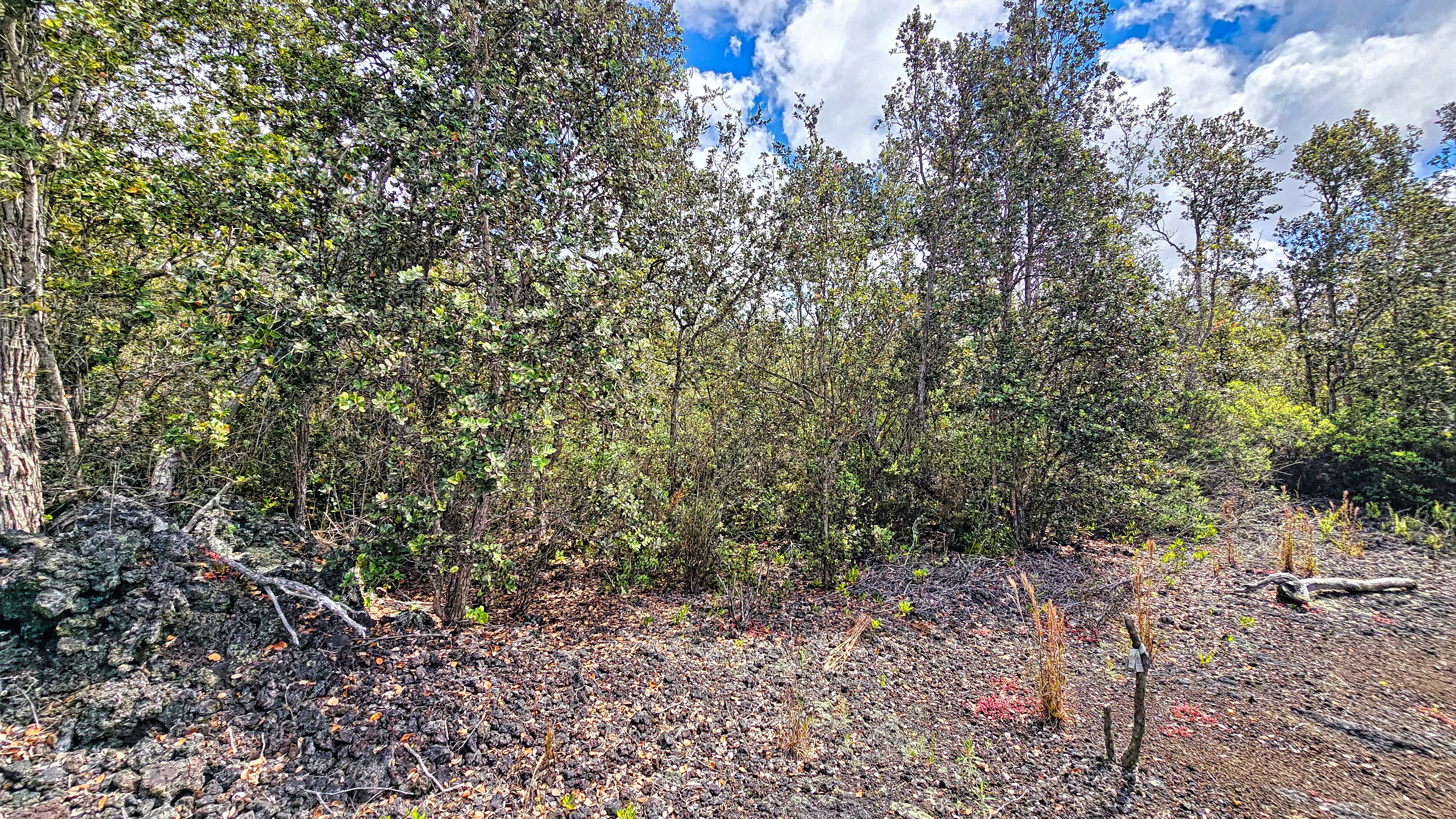 92-9114 LOTUS BLOSSOM LN - Photo 2
